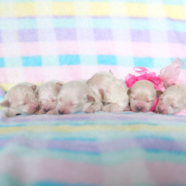 Buttercup Puppies