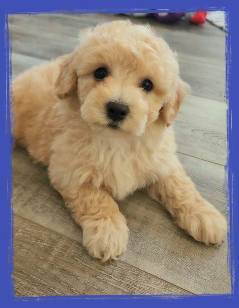 Puppy Help Consultations