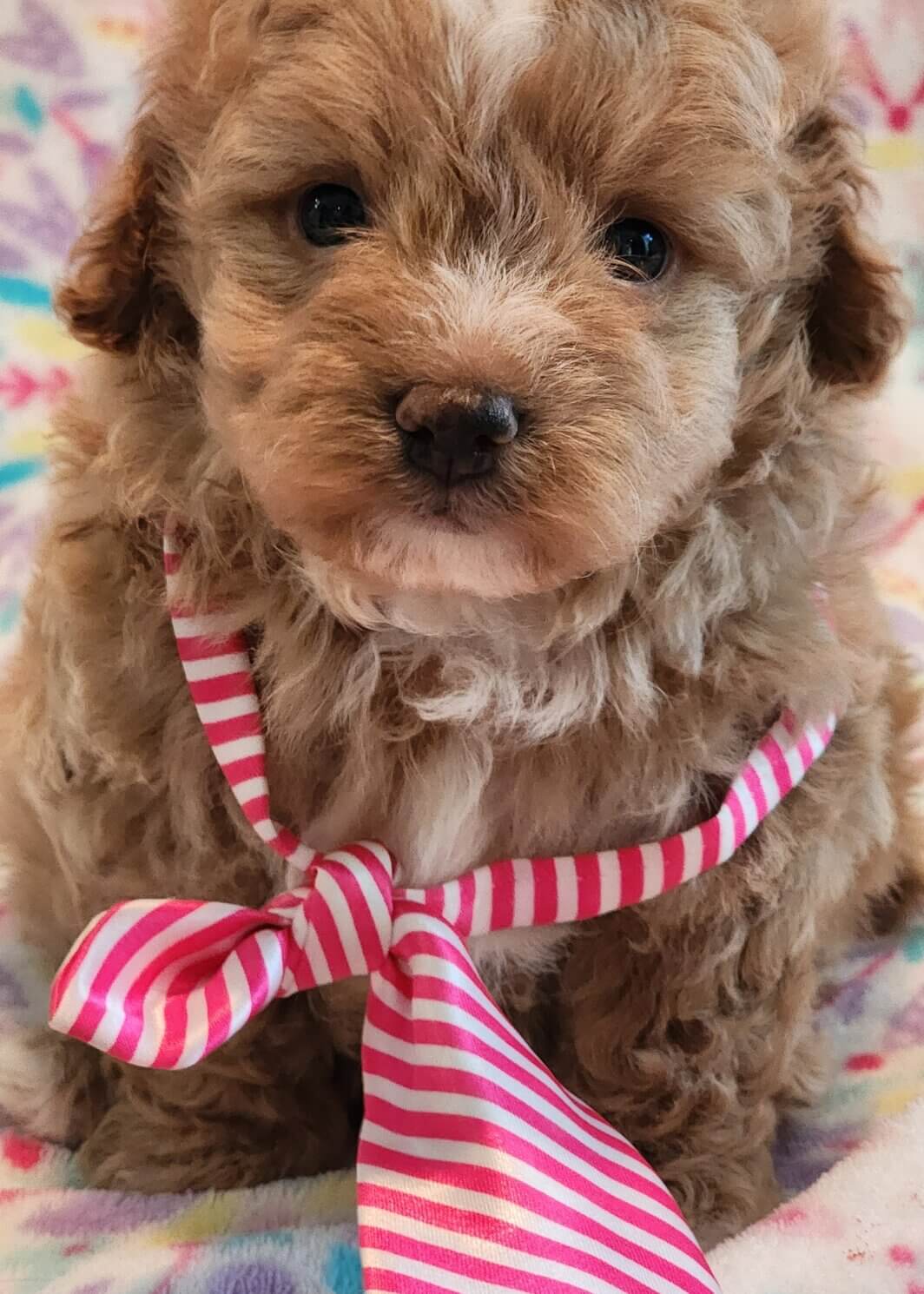 Available Puppies (click to see)